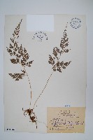 日本金粉蕨藏品圖，第1張