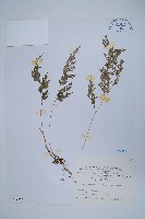 日本金粉蕨藏品圖，第1張