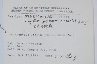 日本金粉蕨藏品圖，第2張