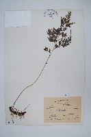 日本金粉蕨藏品圖，第1張