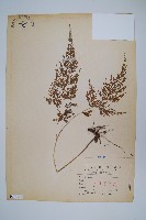日本金粉蕨藏品圖，第1張