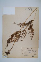 日本金粉蕨藏品圖，第1張