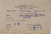 日本金粉蕨藏品圖，第2張