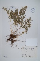 日本金粉蕨藏品圖，第1張