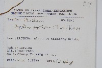 日本金粉蕨藏品圖，第2張