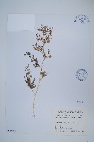 日本金粉蕨藏品圖，第1張