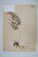 日本金粉蕨藏品圖，第1張