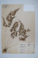 日本金粉蕨藏品圖，第1張