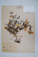 日本金粉蕨藏品圖，第1張