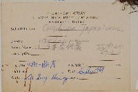 日本金粉蕨藏品圖，第2張