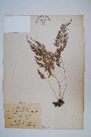 日本金粉蕨藏品圖，第1張