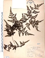 海金沙藏品圖，第1張