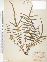 鱗蓋鳳尾蕨藏品圖，第1張