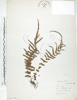 鱗蓋鳳尾蕨藏品圖，第1張