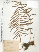 鱗蓋鳳尾蕨藏品圖，第1張