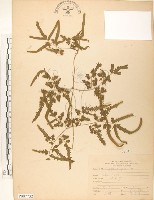 海金沙藏品圖，第1張