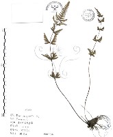 半邊羽裂鳳尾蕨藏品圖，第1張