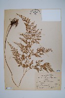 高山金粉蕨藏品圖，第1張