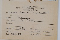 高山金粉蕨藏品圖，第2張