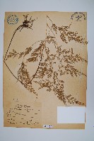 高山金粉蕨藏品圖，第1張