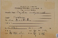 高山金粉蕨藏品圖，第2張