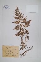 高山金粉蕨藏品圖，第1張
