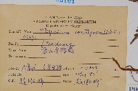 高山金粉蕨藏品圖，第2張