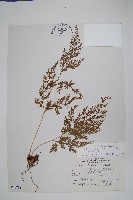 日本金粉蕨藏品圖，第1張