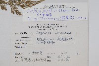 日本金粉蕨藏品圖，第2張