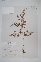 日本金粉蕨藏品圖，第1張