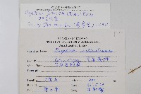 日本金粉蕨藏品圖，第2張