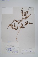 日本金粉蕨藏品圖，第1張