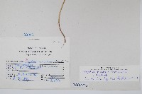 日本金粉蕨藏品圖，第2張