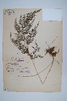 金粉蕨藏品圖，第1張