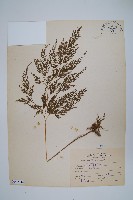 日本金粉蕨藏品圖，第1張