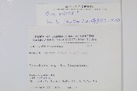 鱗蓋鳳尾蕨藏品圖，第2張