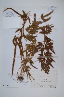 箭葉鳳尾蕨藏品圖，第1張