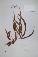 箭葉鳳尾蕨藏品圖，第1張