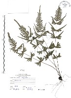 半邊羽裂鳳尾蕨藏品圖，第1張