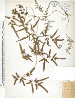 海金沙藏品圖，第1張