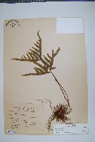 疏羽半邊旗藏品圖，第1張