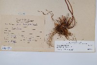 疏羽半邊旗藏品圖，第2張