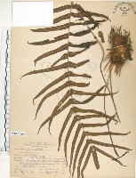 鱗蓋鳳尾蕨藏品圖，第1張