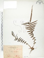 鱗蓋鳳尾蕨藏品圖，第1張