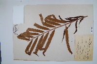 粗齒革葉紫萁藏品圖，第1張