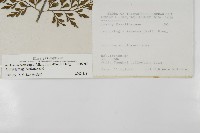 大黑柄鐵角蕨、黃鱗鐵角蕨、大羽鐵角蕨藏品圖，第2張