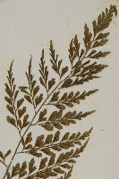 大黑柄鐵角蕨、黃鱗鐵角蕨、大羽鐵角蕨藏品圖，第3張