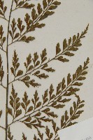 大黑柄鐵角蕨、黃鱗鐵角蕨、大羽鐵角蕨藏品圖，第4張