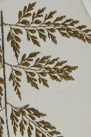 大黑柄鐵角蕨、黃鱗鐵角蕨、大羽鐵角蕨藏品圖，第5張