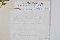 弧脈鳳尾蕨藏品圖，第2張